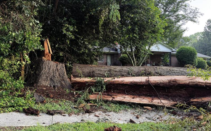 The top of this large oak tree, obviously weakened by its decayed heartwood, fell onto a utility pole and knocked down power lines in Eatonton Saturday. VICTORIA ANADENKO/Staff