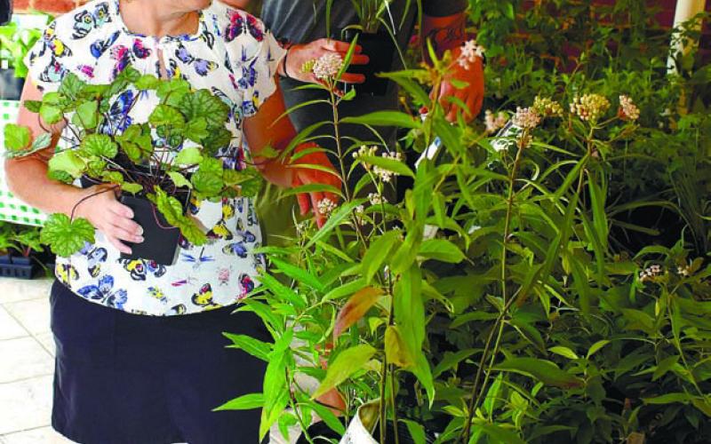 Martha and Nathan Mixon are looking for plants that can provide ground cover in the shady areas of their yard.