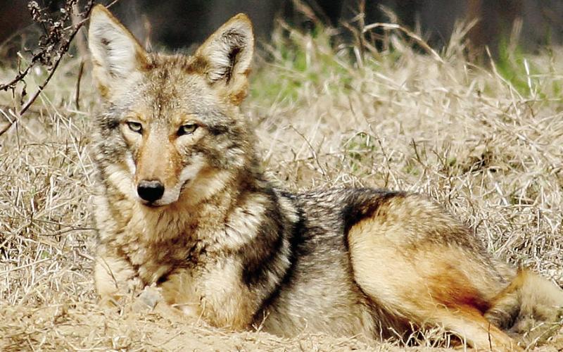 Simply seeing a fox is not a cause for concern. Foxes can easily adapt to humandominated environments, so it is common for conflict to arise from sharing space with people. CONTRIBUTED