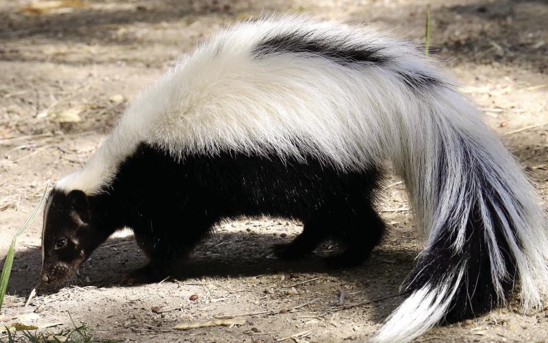 As Georgia’s suburban and urban environments continue to grow, more humans and wildlife are interacting. These interactions can be positive, like enjoying birds at your birdfeeder, or negative, like a skunk or squirrel eating your birdseed. CONTRIBUTED