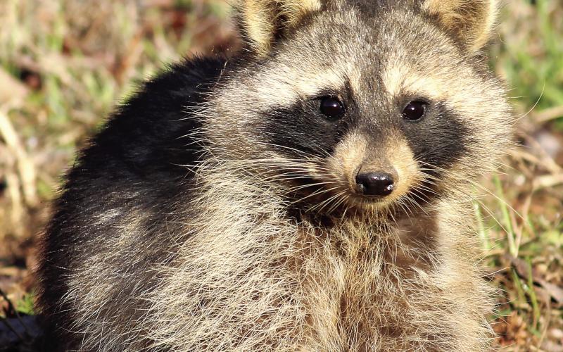Raccoons may appear cute and cuddly, but they are wild animals to be respected and left alone. CONTRIBUTED