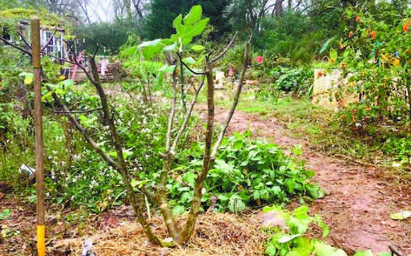 Ask the Eatonton Gardenerd