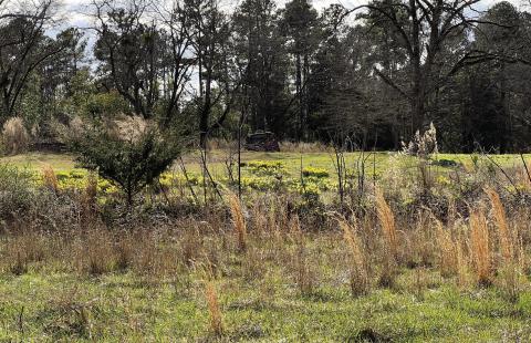 “Little, yellow flowers” betray the location of long-ago homesteads on off-the-beaten-path lots all across Georgia. CONTRIBUTED
