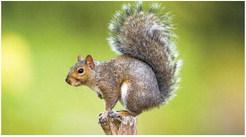 Georgia squirrel hunting season begins Aug. 15