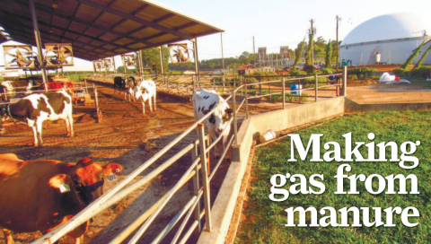 Cows at T&W Farms in Putnam County watch as a new domed building rises nearby. The structure contains a digester which is designed to convert methane from dairy cow manure into natural gas.