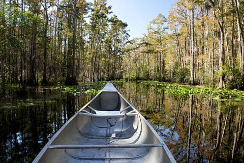A family canoes through Okefenokee Swamp in Folkston, Ga.. (Photo by iStockPhoto.com)