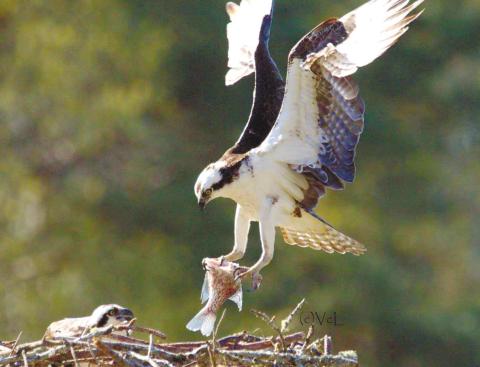 Osprey feeds young over Lake Oconee. VIRGINIA LINCH/Contributed