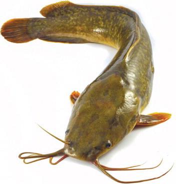 Two things that make fishing for catfish desirable, according to WRD, are that catfish are plentiful in Georgia and the gear needed is simple.