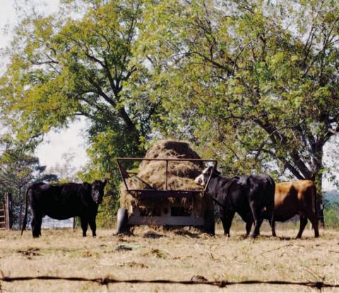 Rita Harman’s winning photo named “Dinner Time.” Three cows are eating from a trailer stationed at a farm near Hwy. 16 in Putnam County. CONTRIBUTED