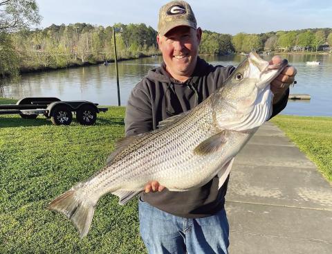 Lake Oconee Striper Club member Chad Womack proudly displays the 25-pound striper he caught recently during Capt. Doug Nelms’ Derby. CONTRIBUTED