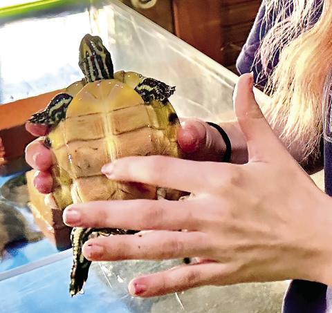 Museum educator Katherine Mikell showcasing the Wood Museum’s yellow-bellied slider turtle. ALIVIA BLANTON/Staff