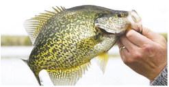 STOCK ART