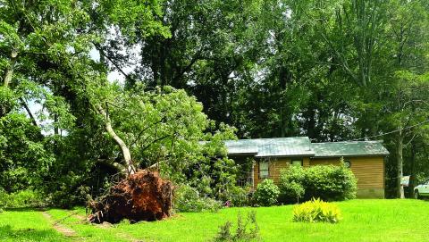 The large pecan tree that was “a nice shade tree,” now lies where it crashed into the roof of the Leverett homeplace. LYNN HOBBS/Staff