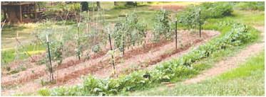 Alt Text for ImageAsk the Eatonton Gardenerd
