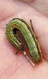 Keith Fielder shows an armyworm larva he picked up in his yard. (CONTRIBUTED)