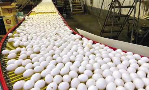 Putnam County’s Rose Acre Farms facilities – one of 15 nationwide – produces 850,000 to 1.1 million eggs daily in the northern end of the county. These eggs are on their way to being sorted. IAN TOCHER/Staff