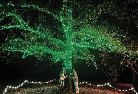 Bailey Ballard (left front), associate editor of The Baldwin Bulletin, is joined by Lonnie Howell, Kyle Churchwell, and Ansley Browne in activating the new “Hug a Tree” attraction at Lockerly in Lights. BAILEY BALLARD/Staff