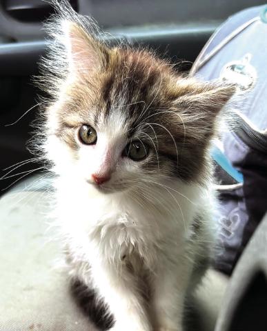 The first photo I took of Ziggy, the day I got her in June 2022. CONTRIBUTED