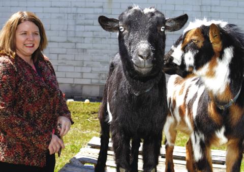 Sebastian the goat stares down the camera while his pal Scuttles exchanges a glance with media specialist Laurie Griffin, who enjoys her daily interactions with the PCHS goats. IAN TOCHER/Staff