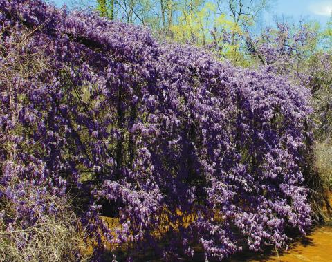 The wisteria was in full bloom last week, covering the old, metal bridge that served as Putnam County’s only dry passage over Murder Creek for much of the 1900s until a more modern bridge was built as part of Glenwood Springs Road nearly 40 years ago.