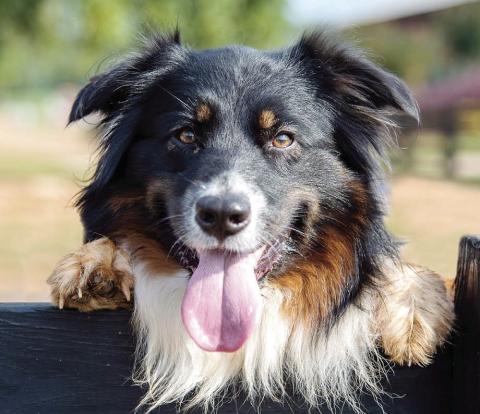 Many dogs take every step their farmers take as they complete their daily chores. (Photo/CONTRIBUTED)