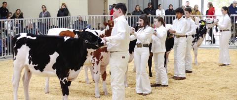 After being placed in order of finishing by the judge, young cattle handlers await her personalized comments, critiques, and suggestions at Putnam County High School’s 17th annual Briar Patch Classic Dairy Heifer Show.