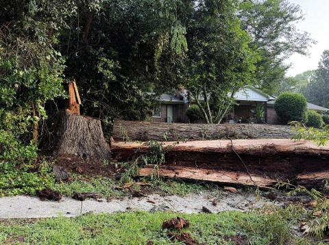 The top of this large oak tree, obviously weakened by its decayed heartwood, fell onto a utility pole and knocked down power lines in Eatonton Saturday. VICTORIA ANADENKO/Staff