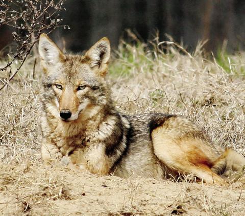 Simply seeing a fox is not a cause for concern. Foxes can easily adapt to humandominated environments, so it is common for conflict to arise from sharing space with people. CONTRIBUTED