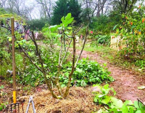 Ask the Eatonton Gardenerd